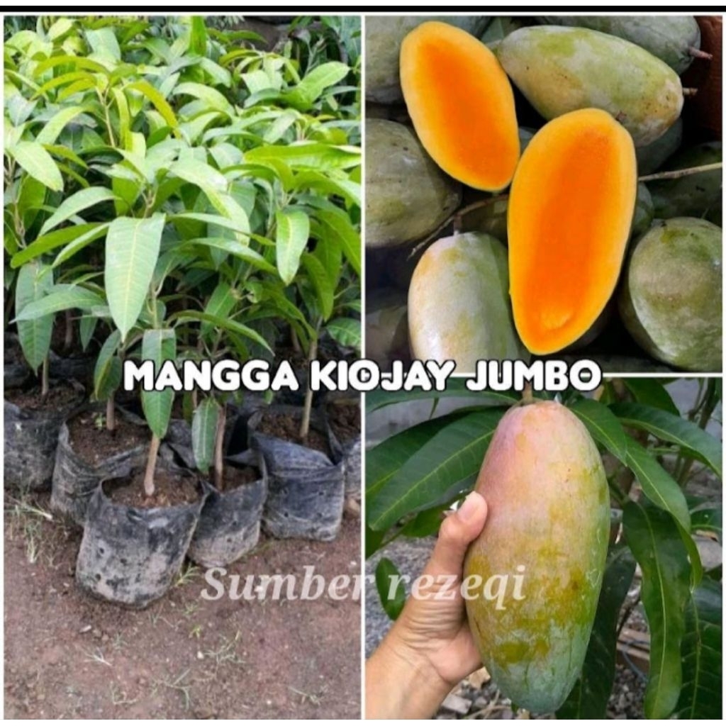 bibit mangga kiojay jumbo super