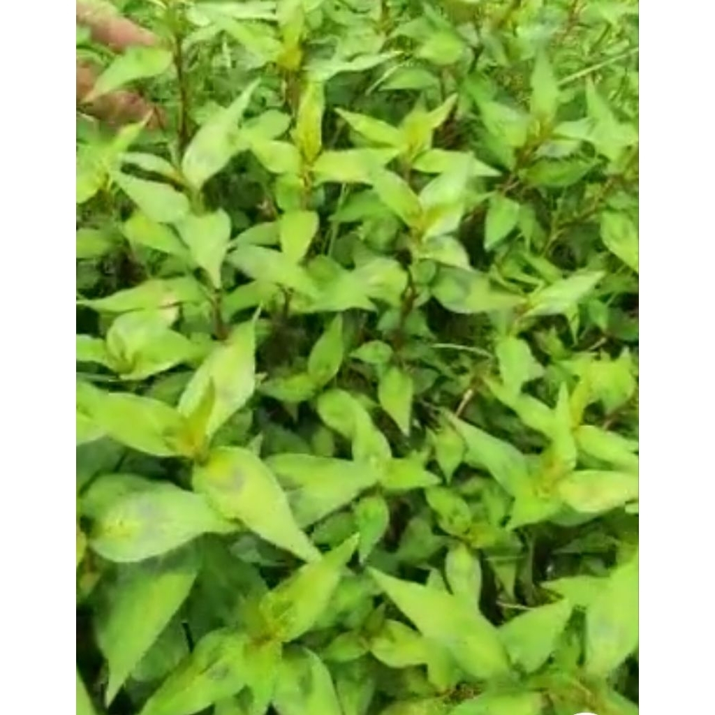 daun kesum segar 500 gram daun laksa organik leaf fresh