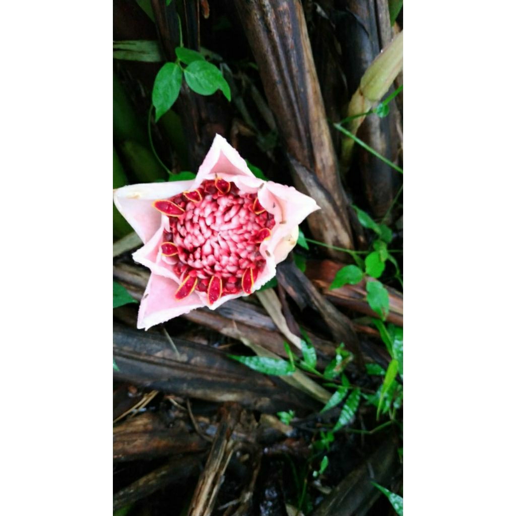 jual bibit combrang merah putih