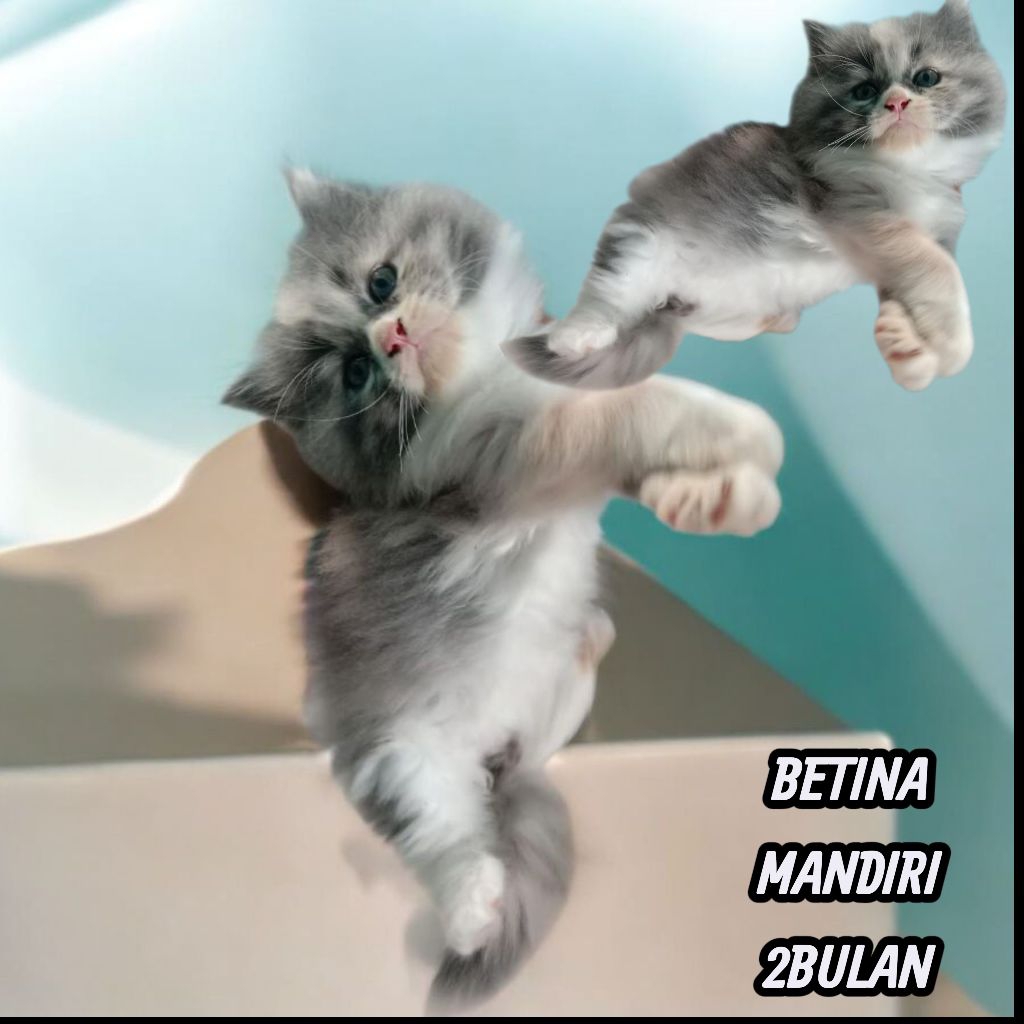 KITTEN PERSIA BETINA CALICO