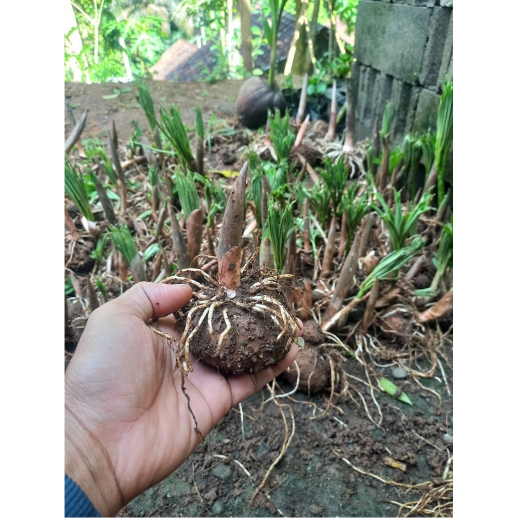 bibit umbi porang atau kuncup porang 1kg