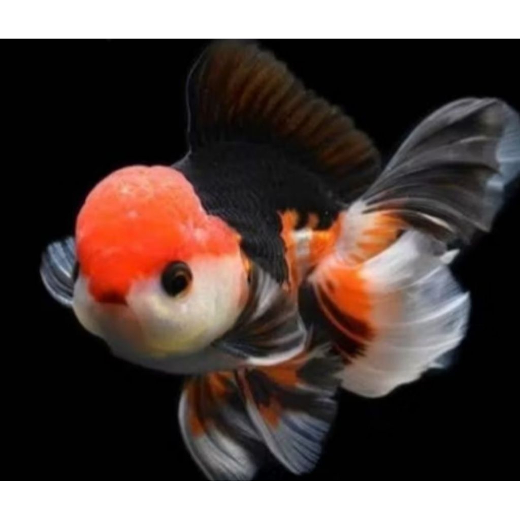 koki panda dan ikan mas koki panda 3 color fish gold koky / ikan hias mas koki panda / ikan koky ora