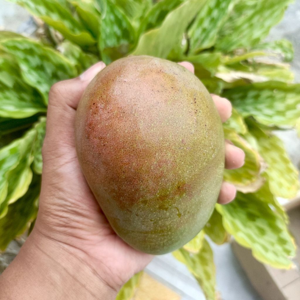 Mangga Jawa Tua Muda Mentah Grosir