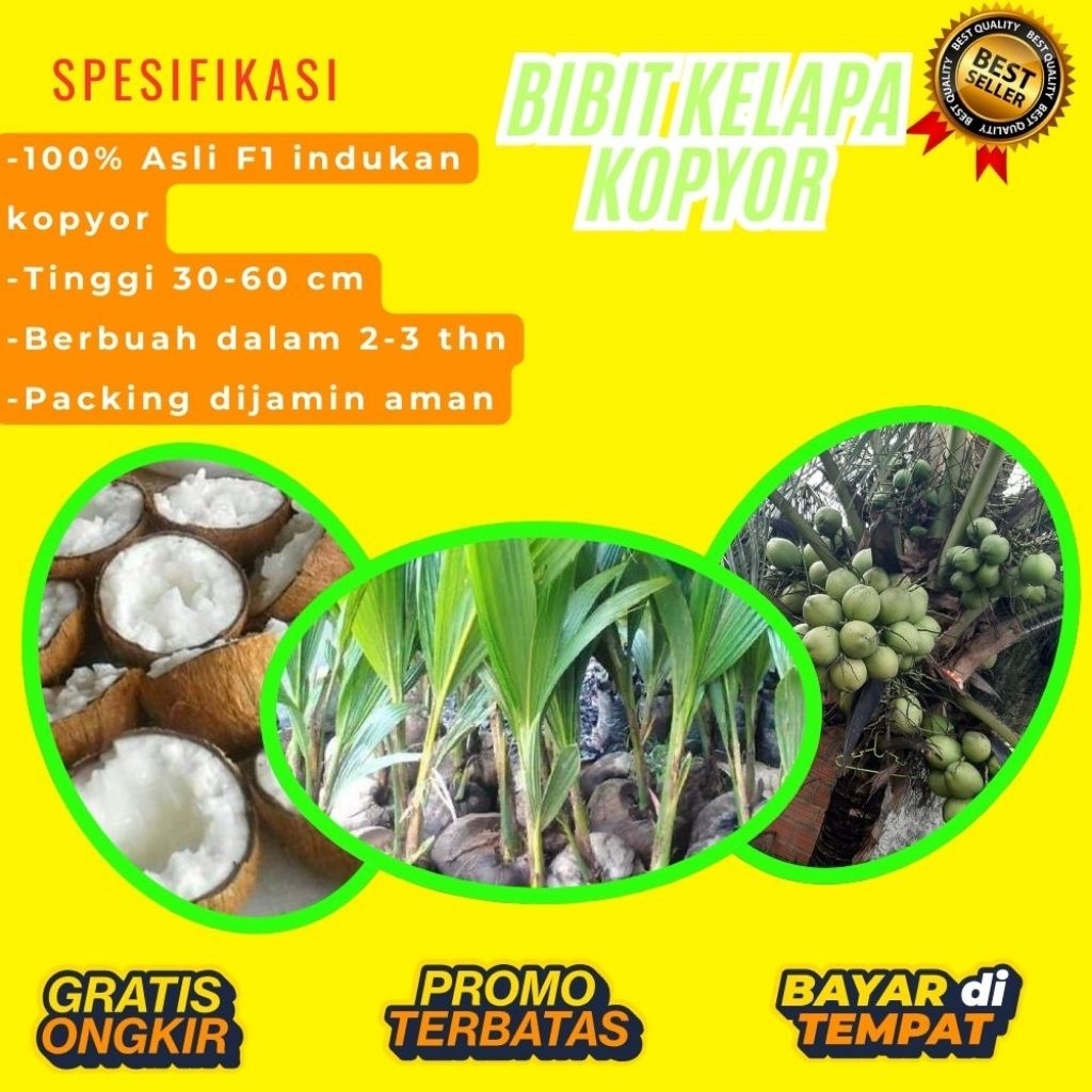 PROMO !! Bibit Kelapa Kopyor, Bibit Kelapa Kopyor Asli, Bibit Kelapa Kopyor Bersertifikat