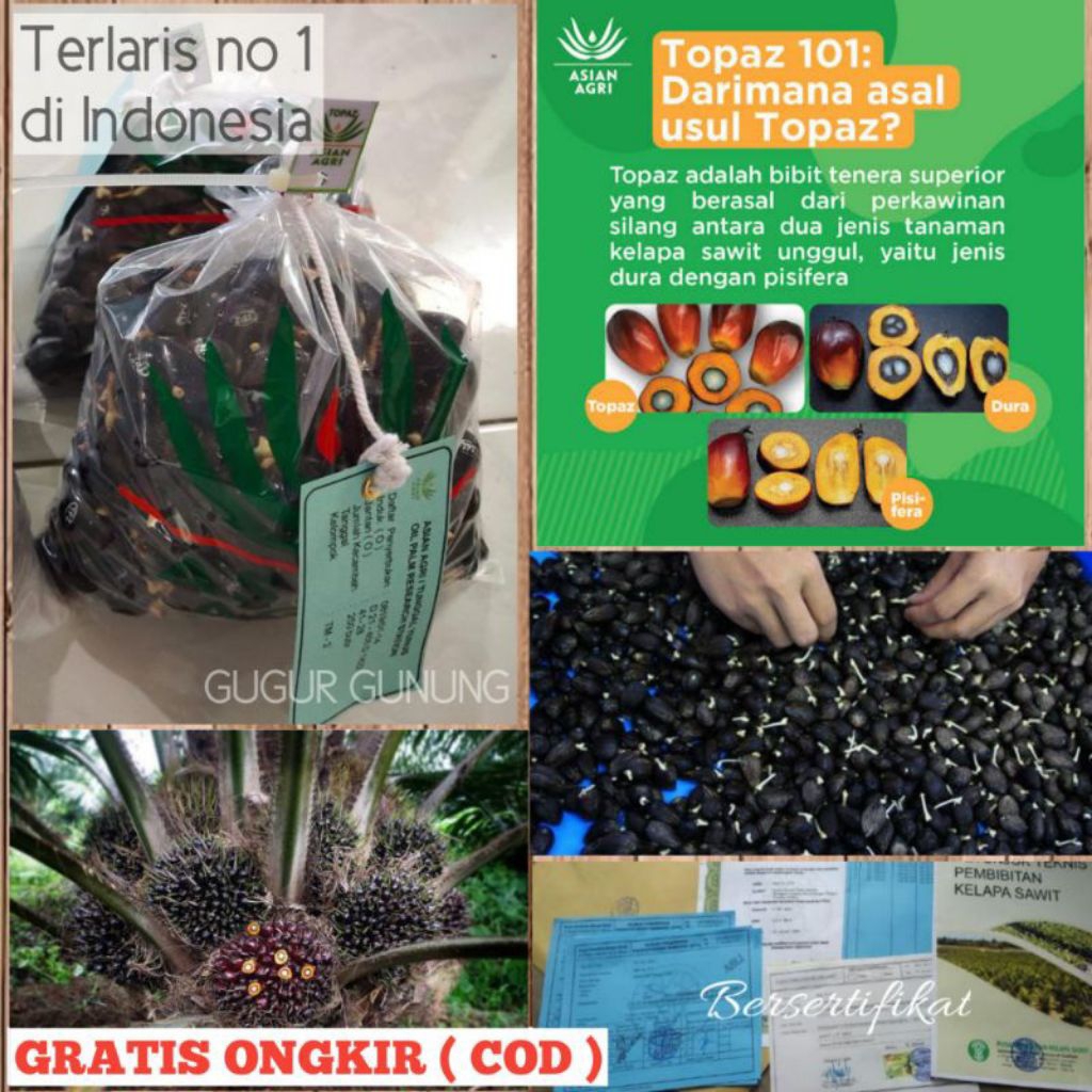 benih kecambah sawit topaz unggul bersertifikat