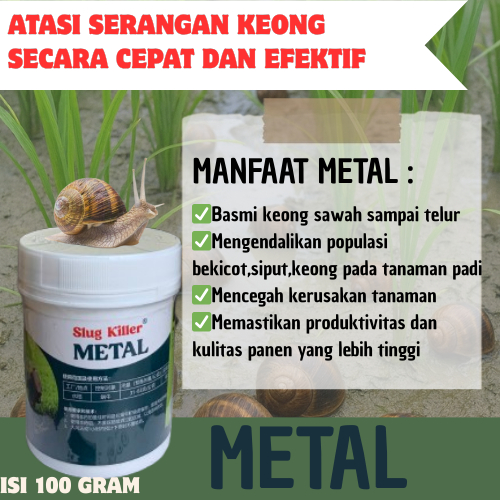 Methal Racun Keong Dan Siput Sawah, Bekicot Sangat Ampuh