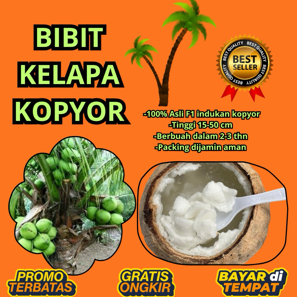 100 % ASLI  Pohon Kelapa Kopyor, Pohon Kelapa Kopyor Asli, Pohon Kelapa Kopyor Bersertifikat