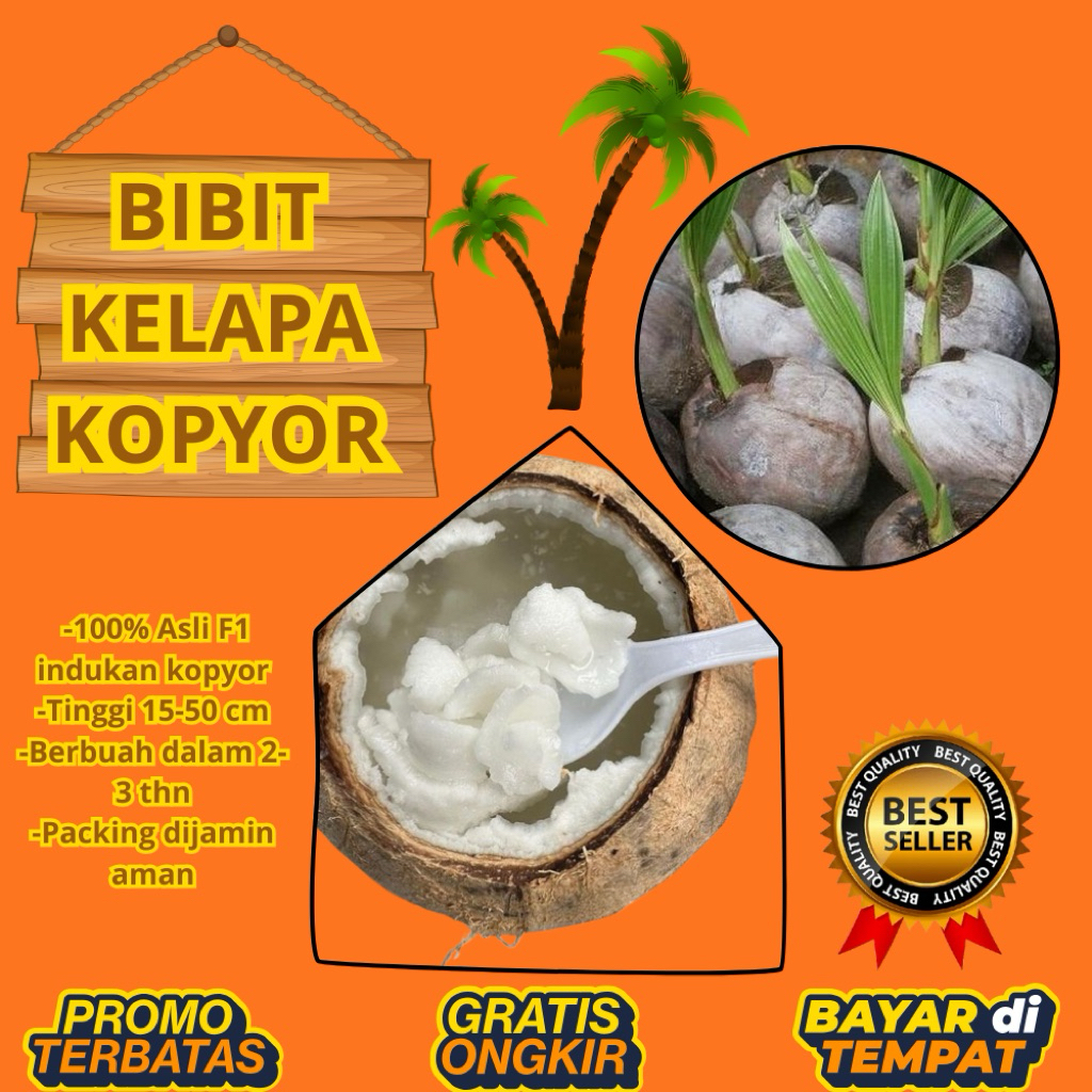 KUALITAS TERBAIK  Bibit Kelapa Kopyor Kultur Jaringan