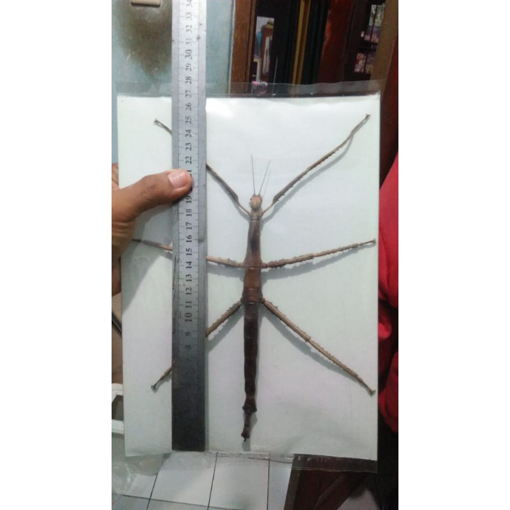 awetan pharnacia sumatrana