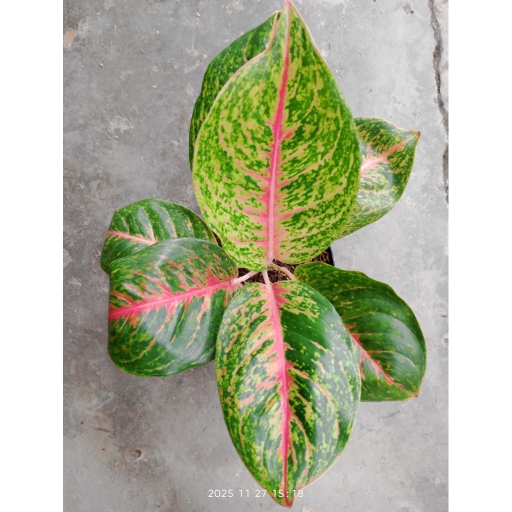 Aglonema Big papa Dewasa
