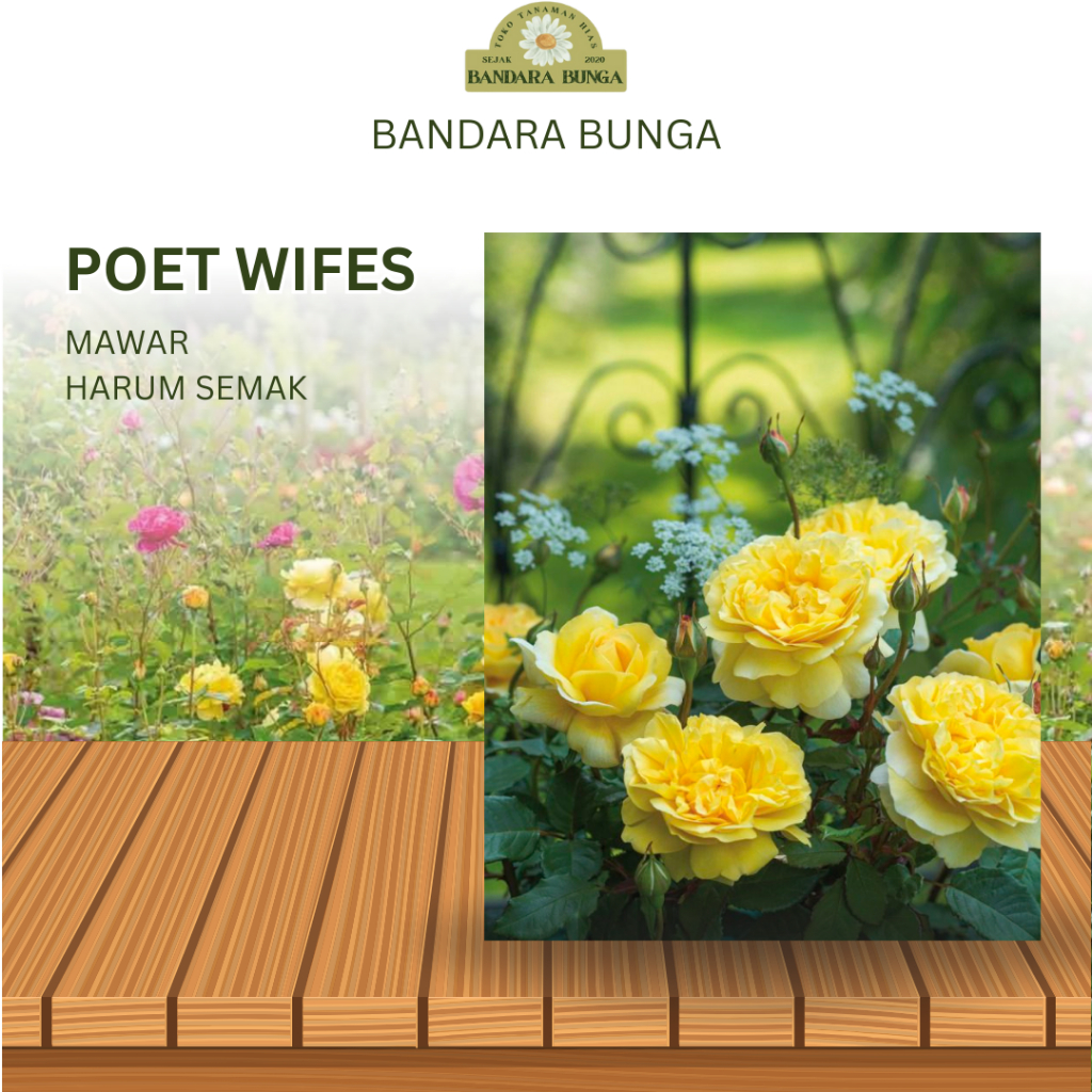 Tanaman Hidup Bunga Mawar Import POETS WIFE-Mawar cantik-Mawar import-Mawar rambat-Mawar hidup