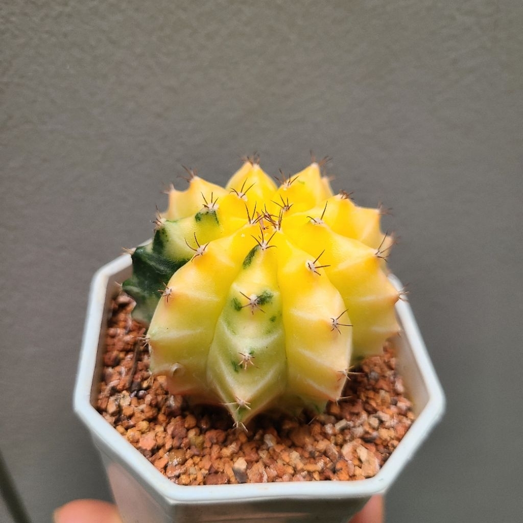 Gymnocalycum Mihanovichii