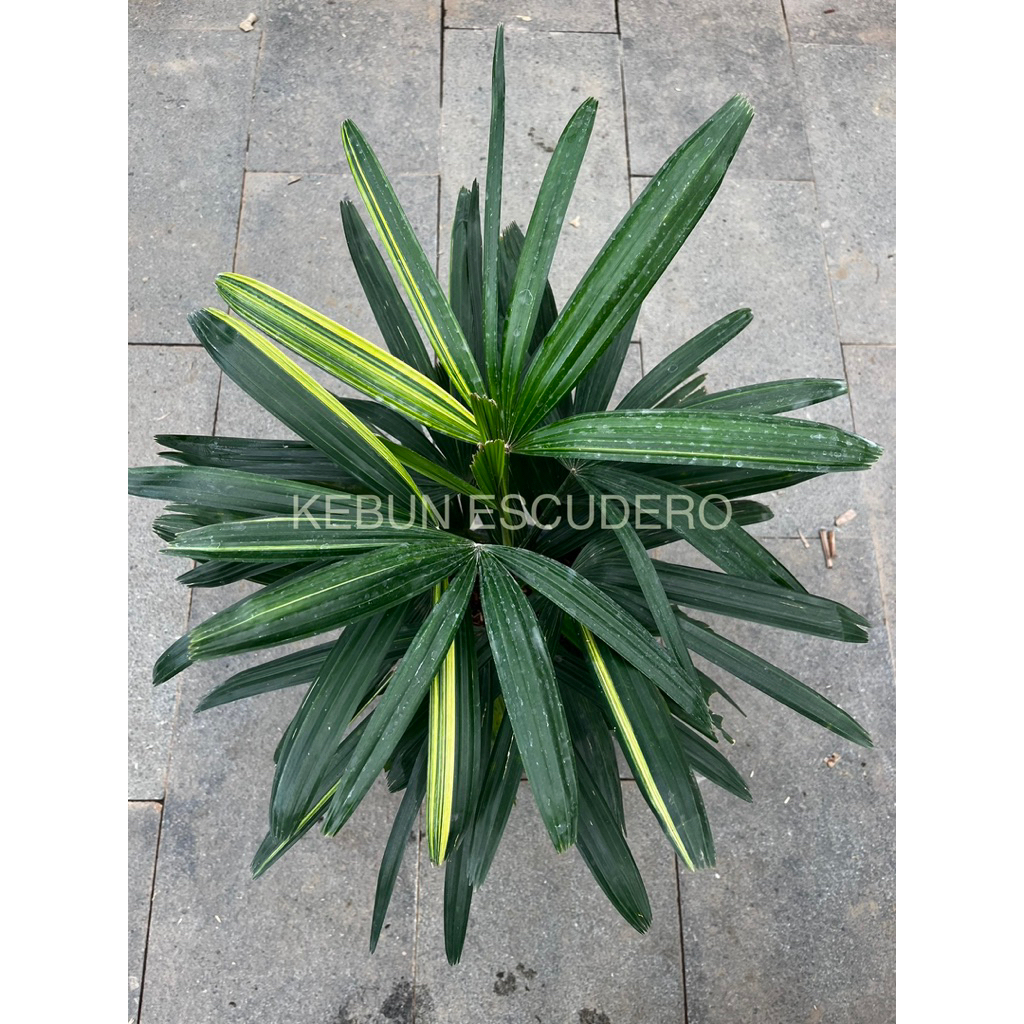 Palem Regu Varigata - Tanaman Hias Palem Regu Varigata - Tanaman Pohon Palem Regu Varigata - Palem R