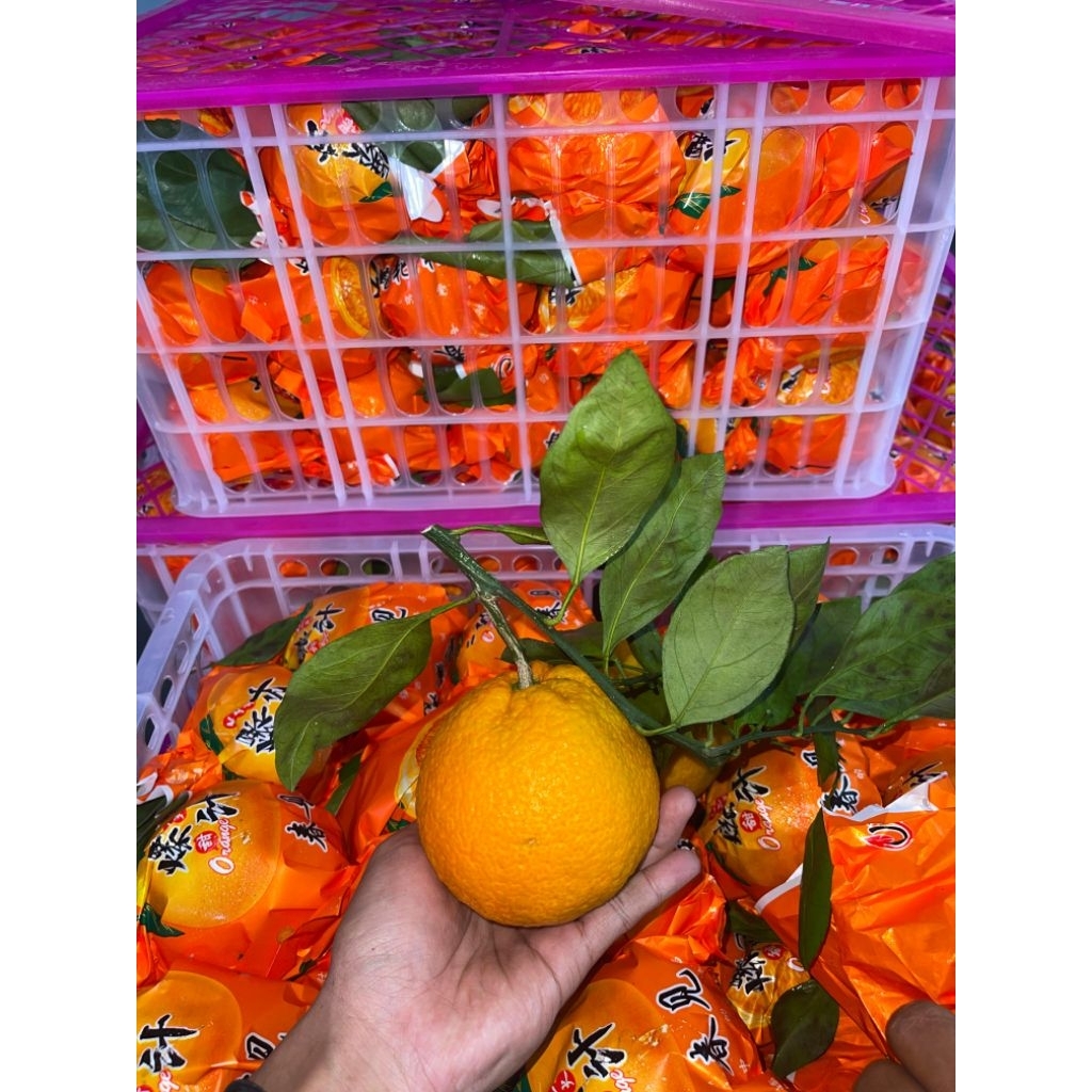 Jeruk Dekopon Papagan 1 Kg Fresh