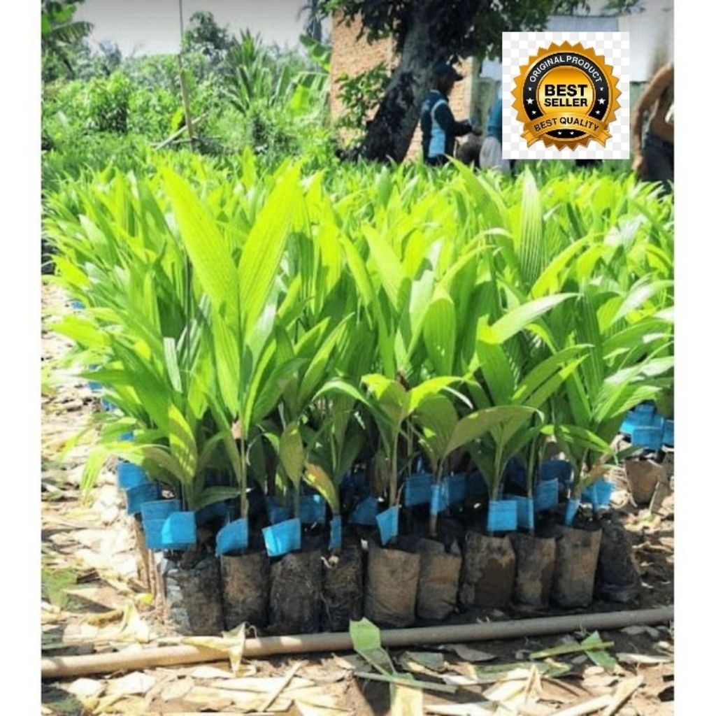 Ready Bibit Pinang BETARA ASLI 100% Original