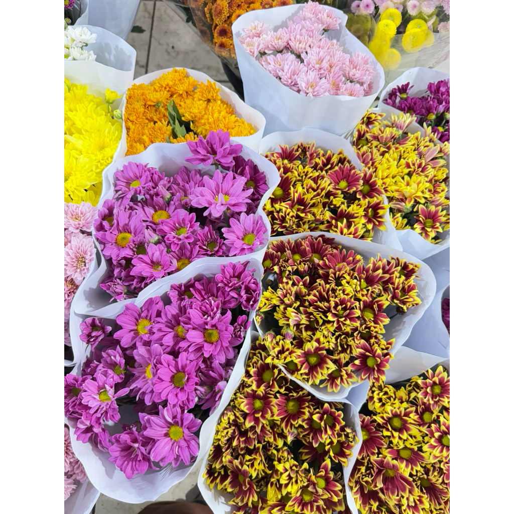 Bunga Aster ungu segar