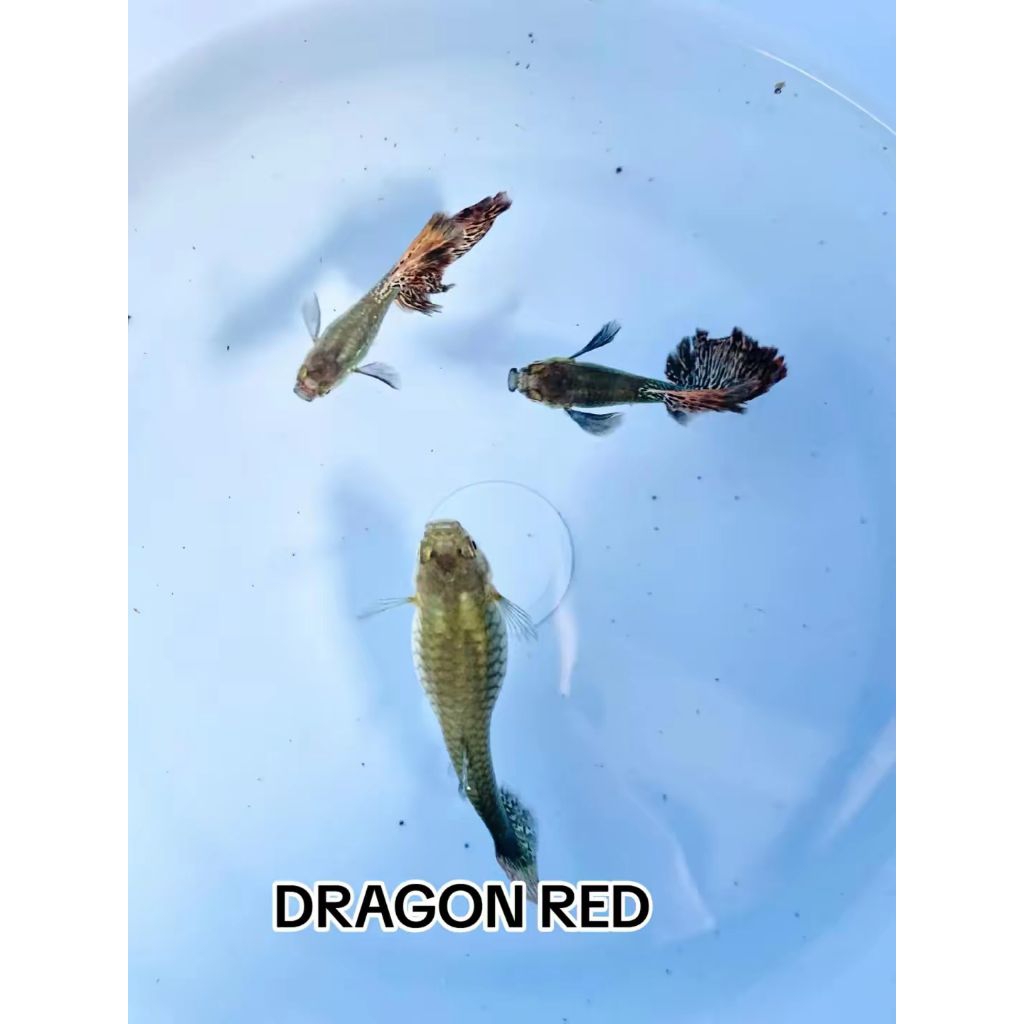 GUPPY DRAGON RED INDUKAN