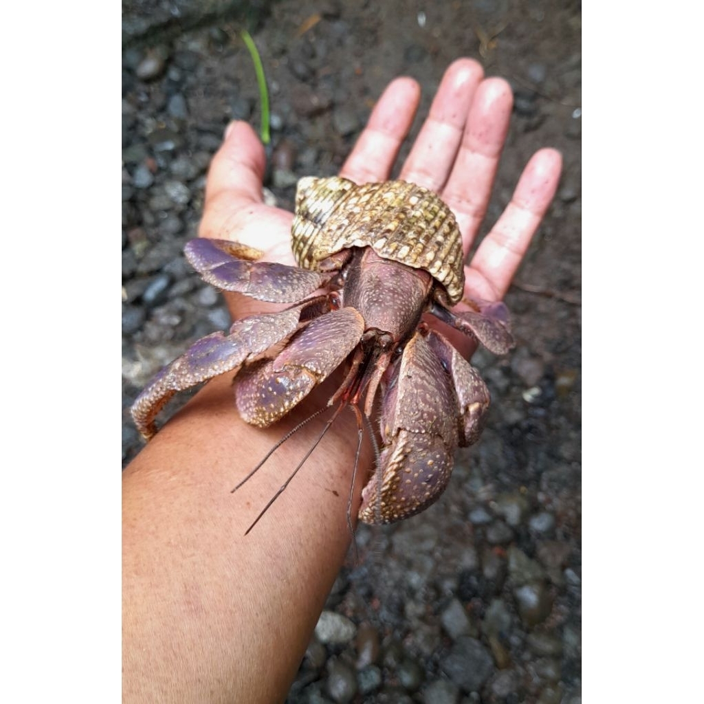 Cangkang Kelomang Jumbo Brevimanus