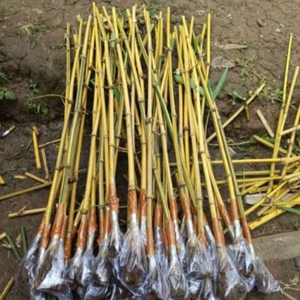 Bibit Stek Bambu Kuning Asli / Bambu Kuning Hias Mini