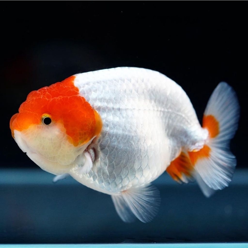 hiasan aquarium rancu rw