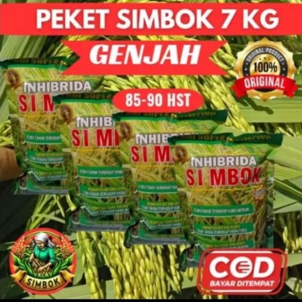 ( 7KG ) BENIH PADI SIMBOK GENJAH UMUR PENDEK 80-90 KUALITAS UNGGUL 100% bibit