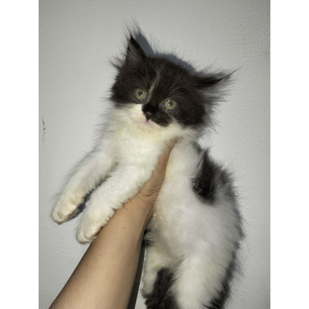 Kitten Persia bulu kapas