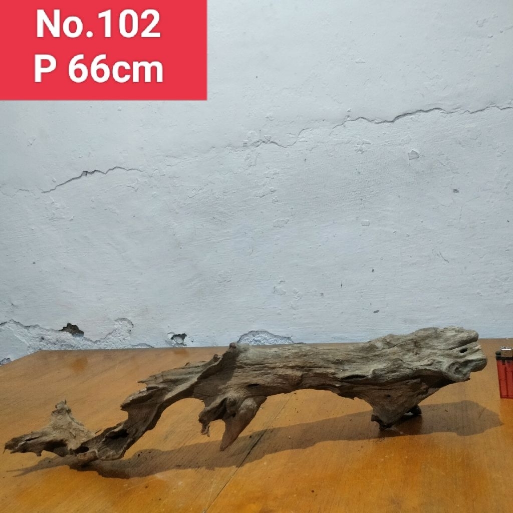 bonggol Akar santigi laut dekorasi aquascape akuarium 102