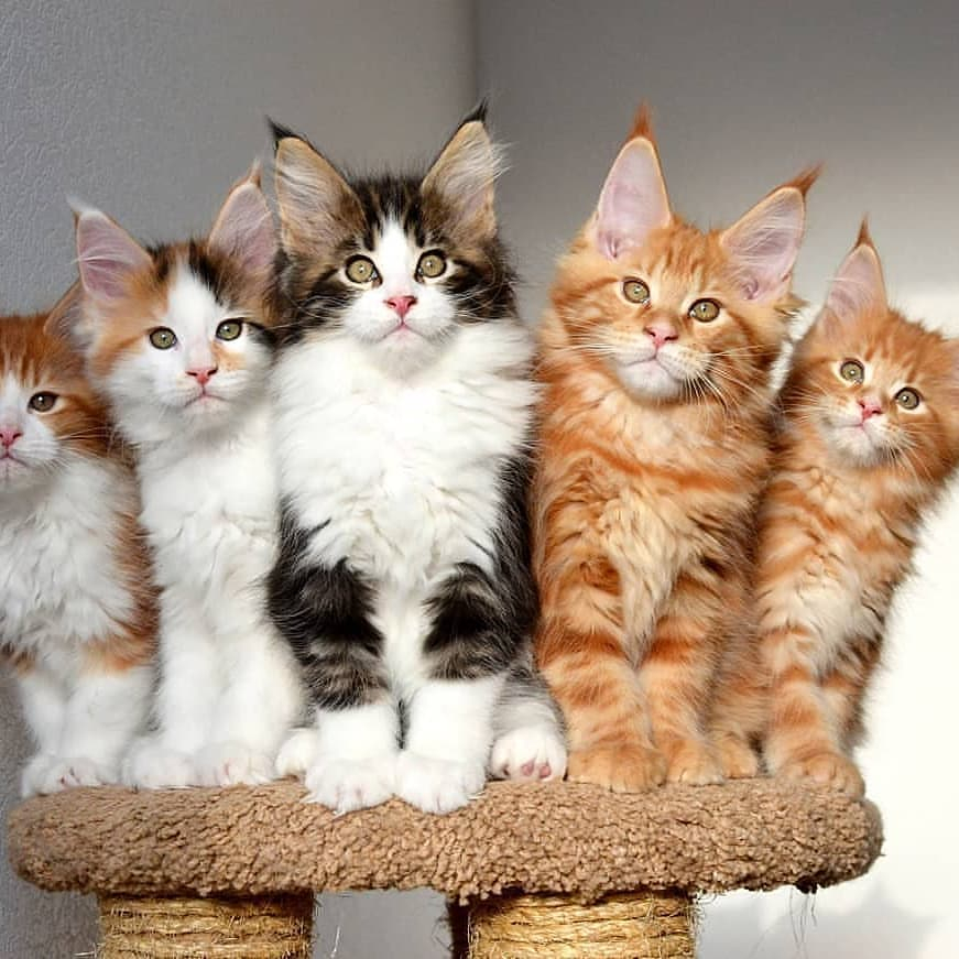 Kucing Mainecoon - Ragdoll Munchkin Persia Peaknose British Shorthair