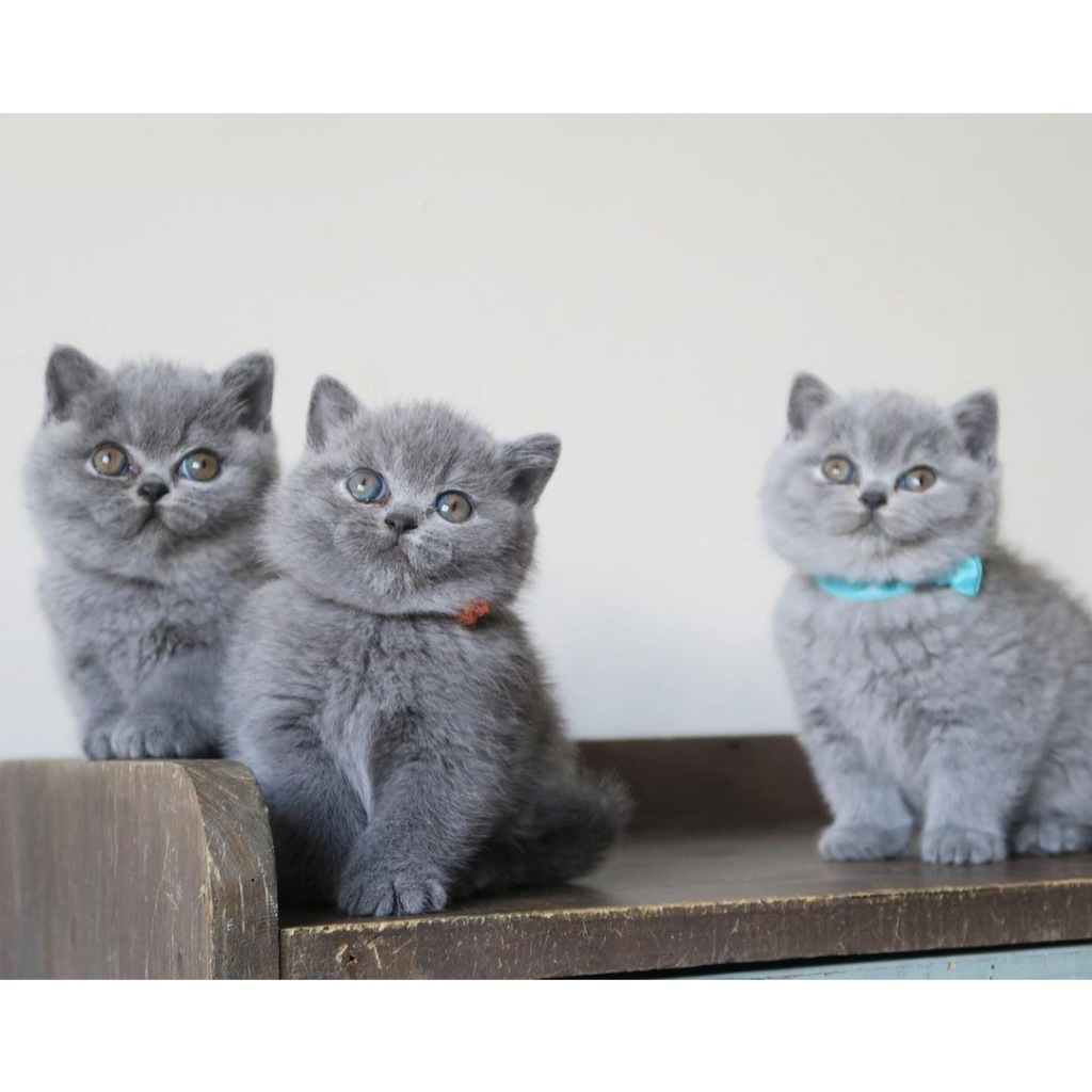 Kucing British Shorthair - Persia Peaknose Mainecoon Scottish Fold Munchkin
