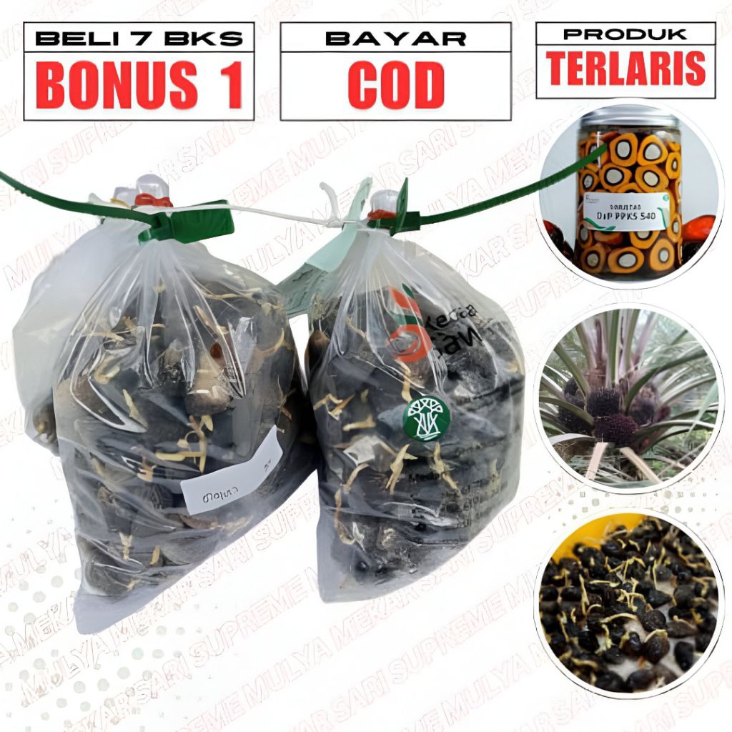 Benih Sawit Varietas PPKS Yangambi