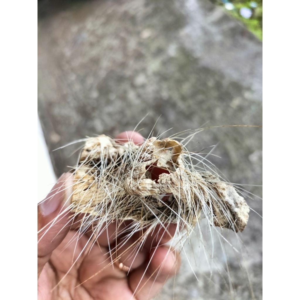 Kulit bolandoh kebo landoh bule