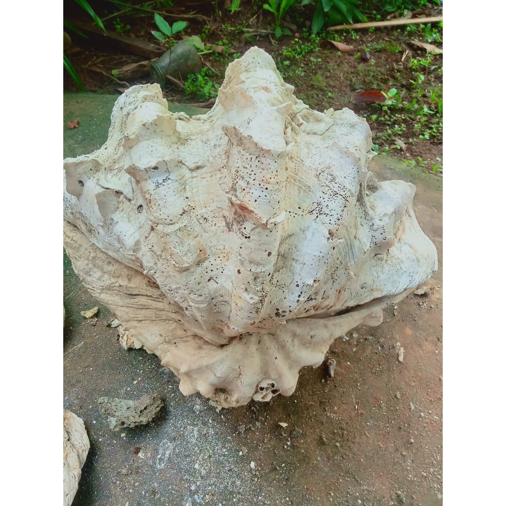 cangkang kerang Jinny jumbo setangkup