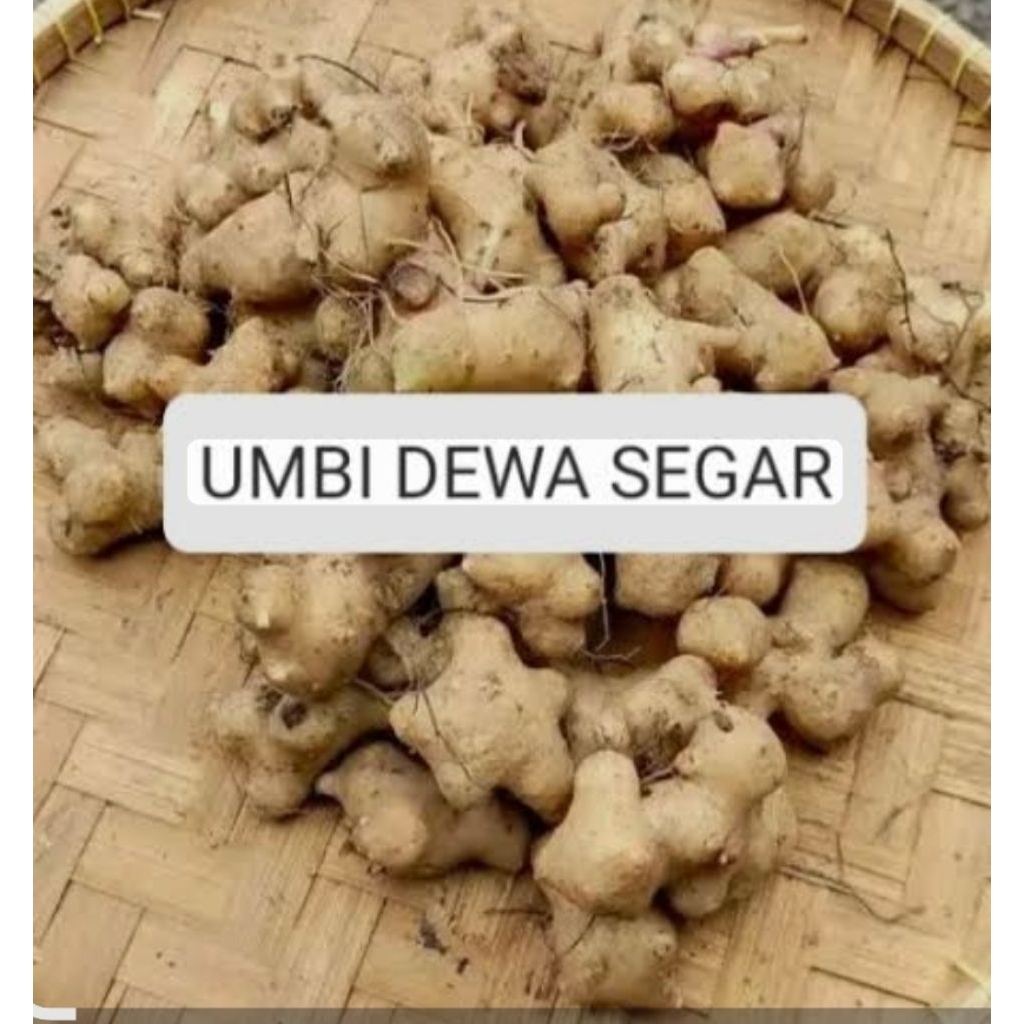 umbi dewa segar super