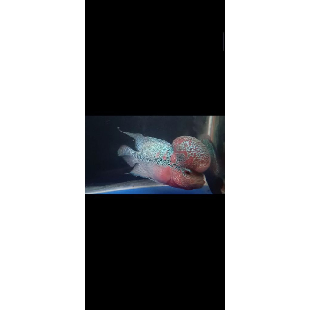 burayak srd gen super boomhead