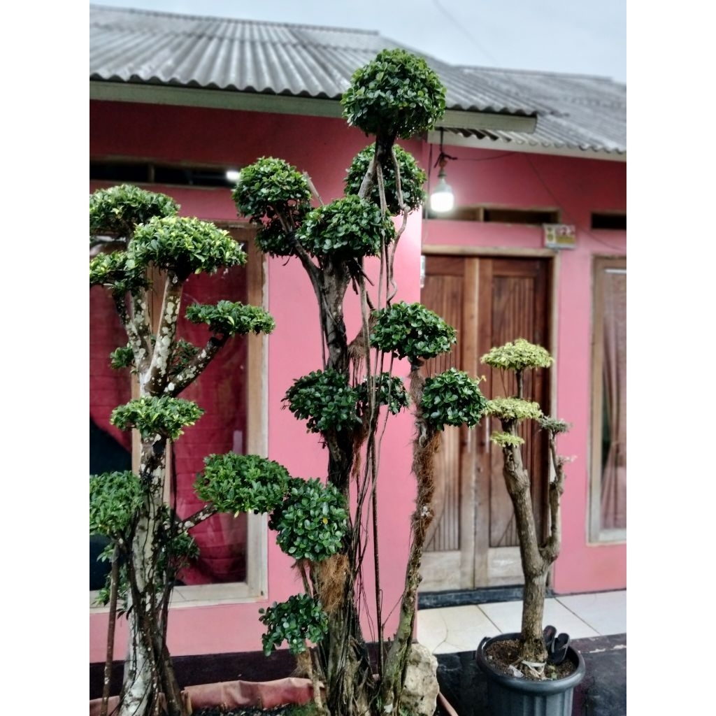 Bonsai beringin dolar mikro Korea daun mangkok bonsai dolar mikro daun mangkok tinggi 3meter full