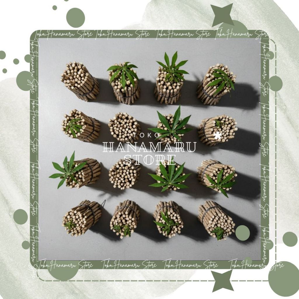 Promo 10 Stek Singkong Mentega / Singkong Mentega / Bibit Singkong