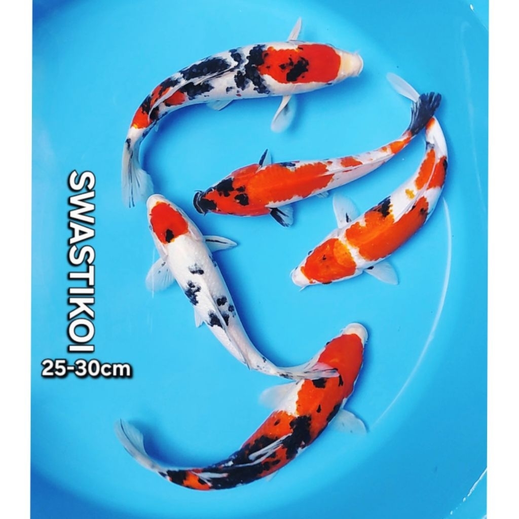 Ikan koi blitar 5 ekor 25-30cm
