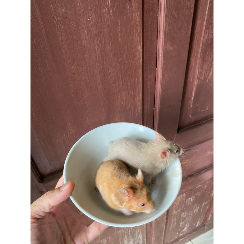 hamster syrian paket sepasang