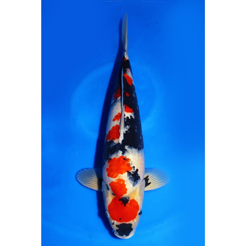 Koi Import Showa Isa Koi Farm Size 52 cm