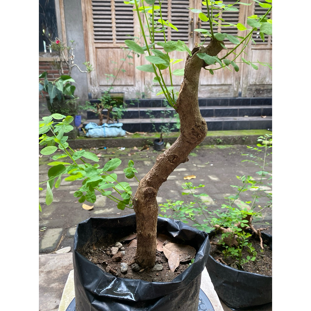 Bahan bonsai Ileng-ileng / Mangsian / Phylantus reticulatus