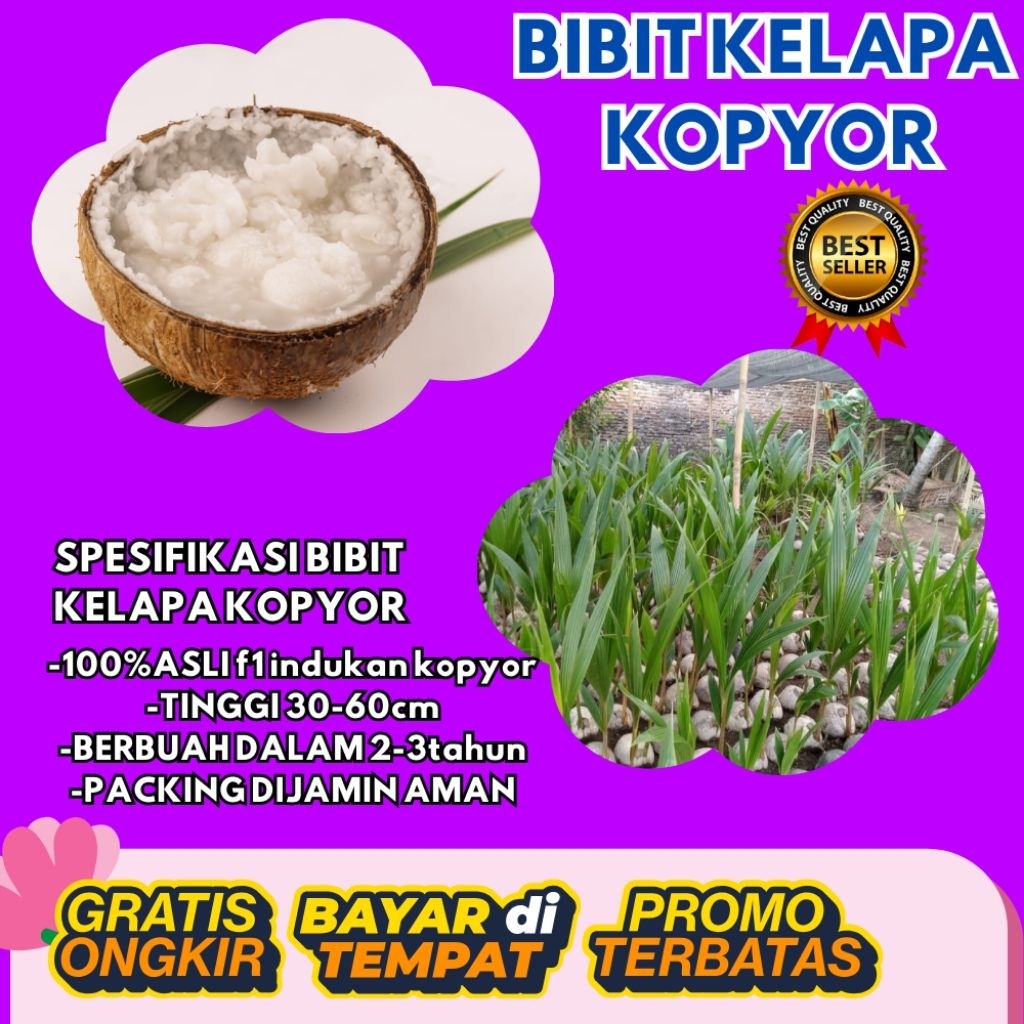 DIJAMIN ASLI  Bibit Kelapa Kopyor Bersertifikat, Bibit Kelapa Kopyor Genjah, Bibit Kelapa Kopyor Hib