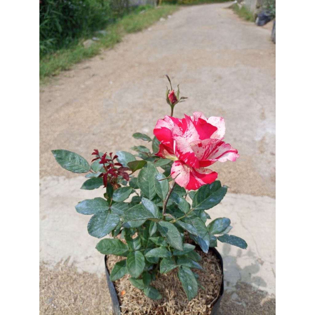 jenis tanaman hias bunga mawar