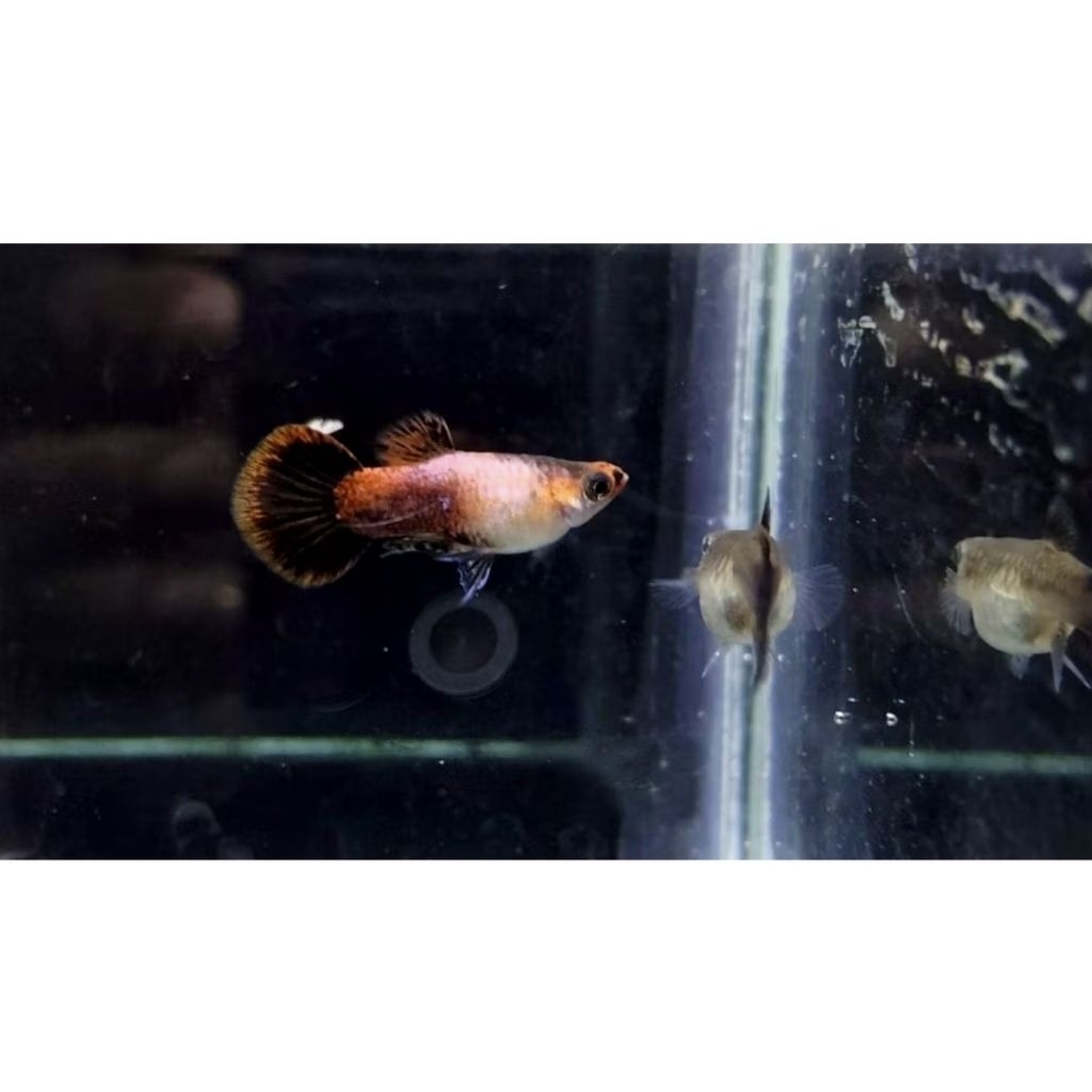 Hiasan aquarium Guppy sepasang Magenta