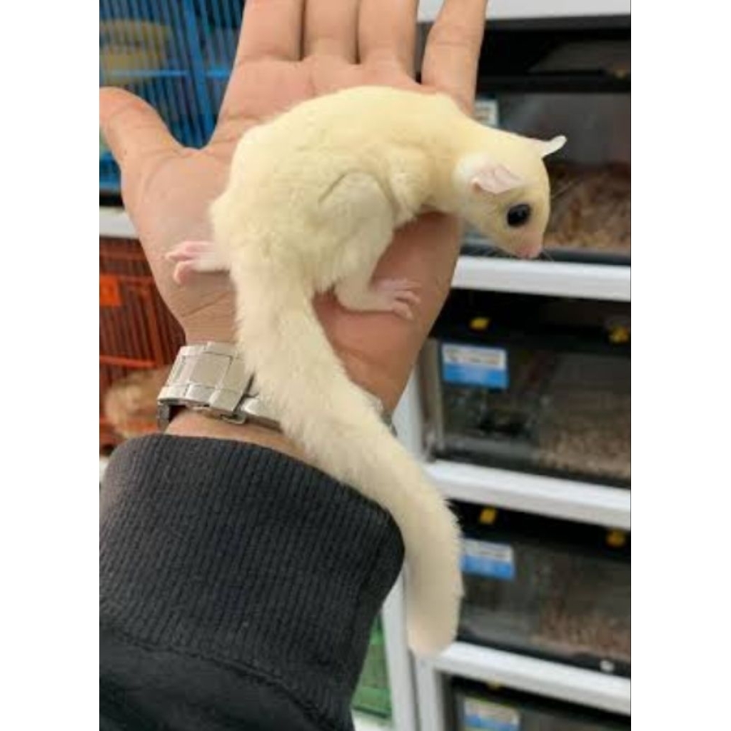 sugar glider leuchistic warna putih