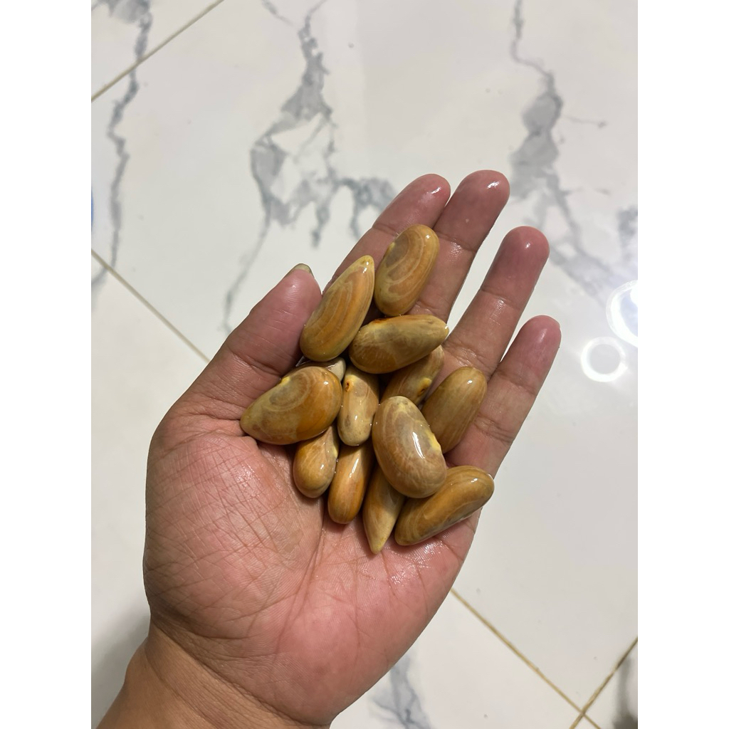 Beton Nangka Berat 1kg