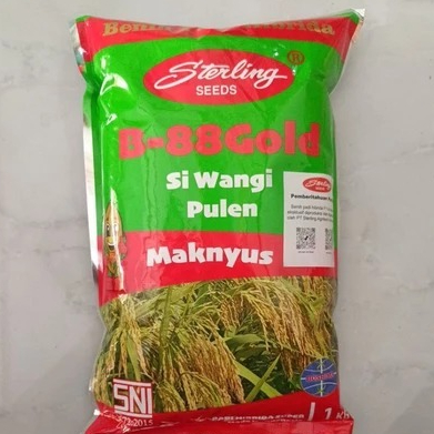 BENIH PADI HIBRIDA STERLING B-88 GOLD padi pulen dan wangi, kemasan 1kg.