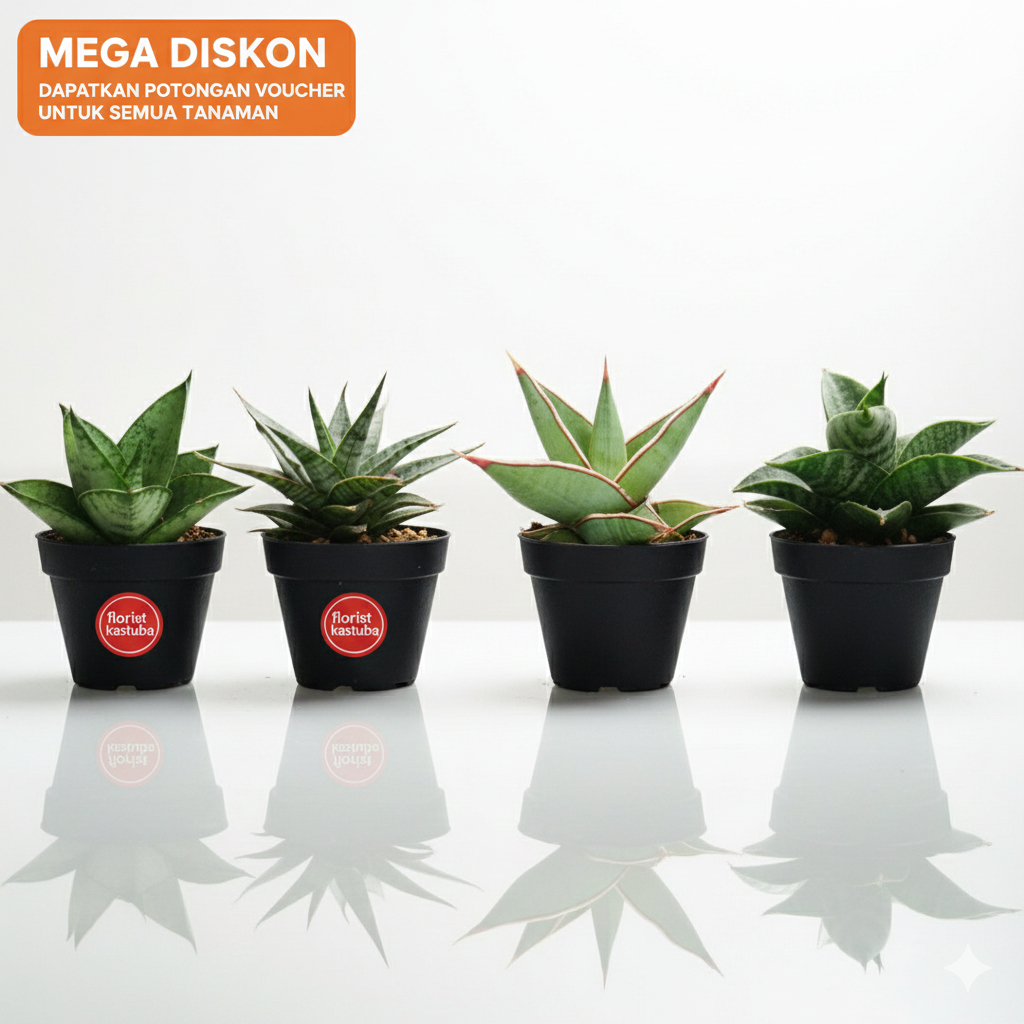 Paket Koleksi 4 Sensivera jenis Hybrid Mini Corak Unik