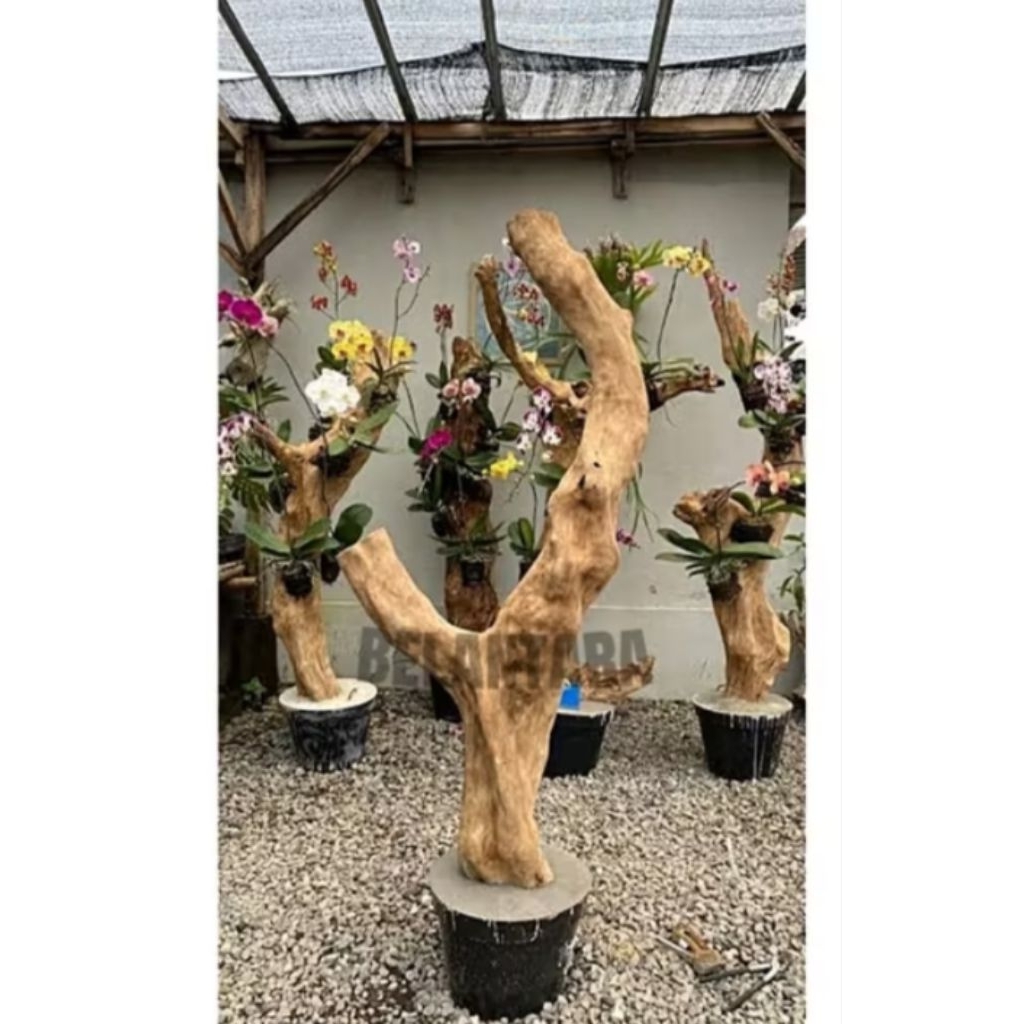 bonggol kayu kopi+tatakan kayu bulat tinggi 100cm/bagus untuk media tanam anggrek dll