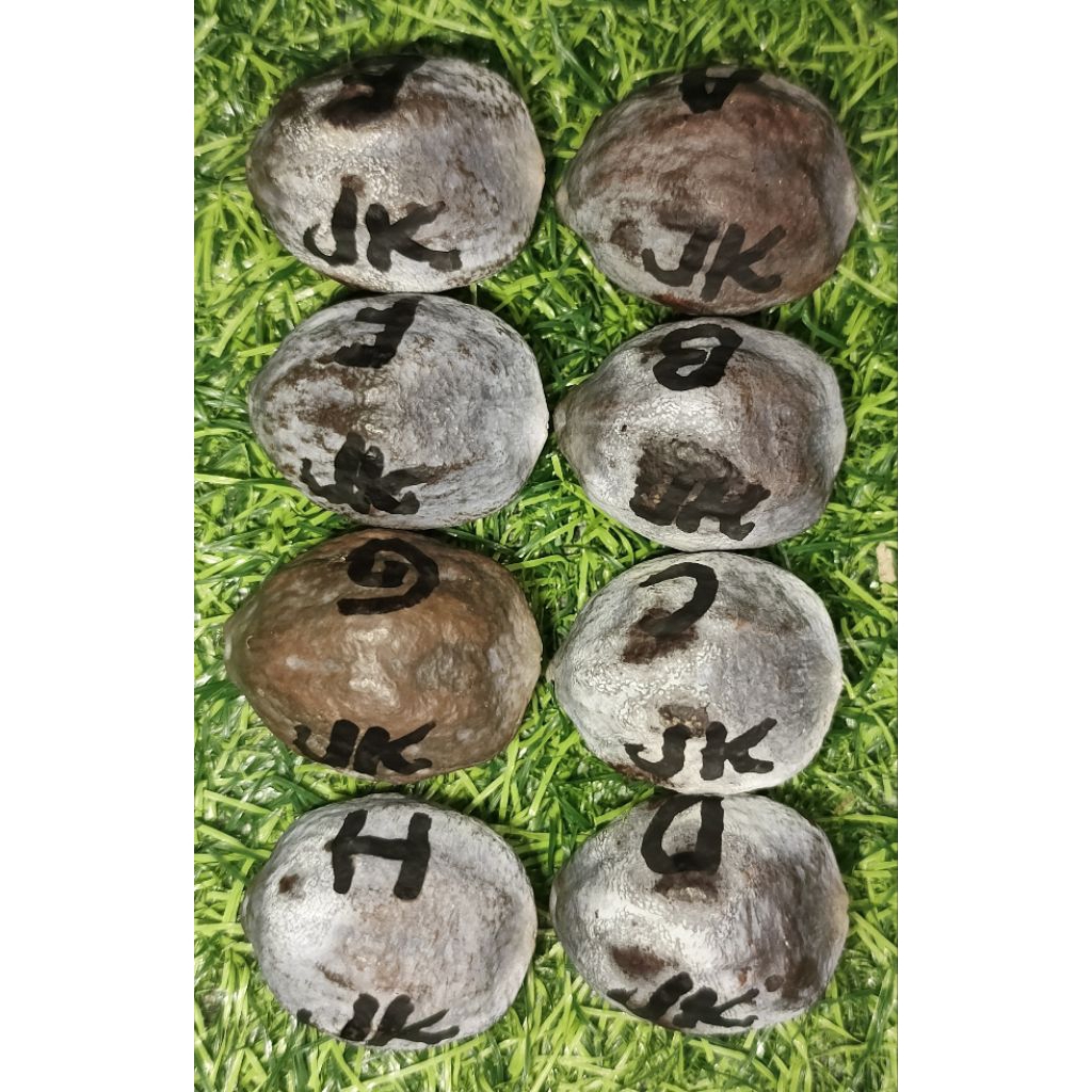 Muncang Anak Jalim Kebo