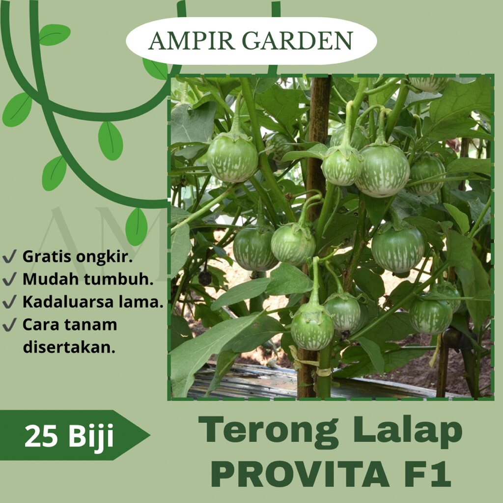 25 Biji Benih Terong Lalap Hiaju PROVITA F1 Cap Panah Merah / Bibit Benih Sayuran Terong Ijo Lalap